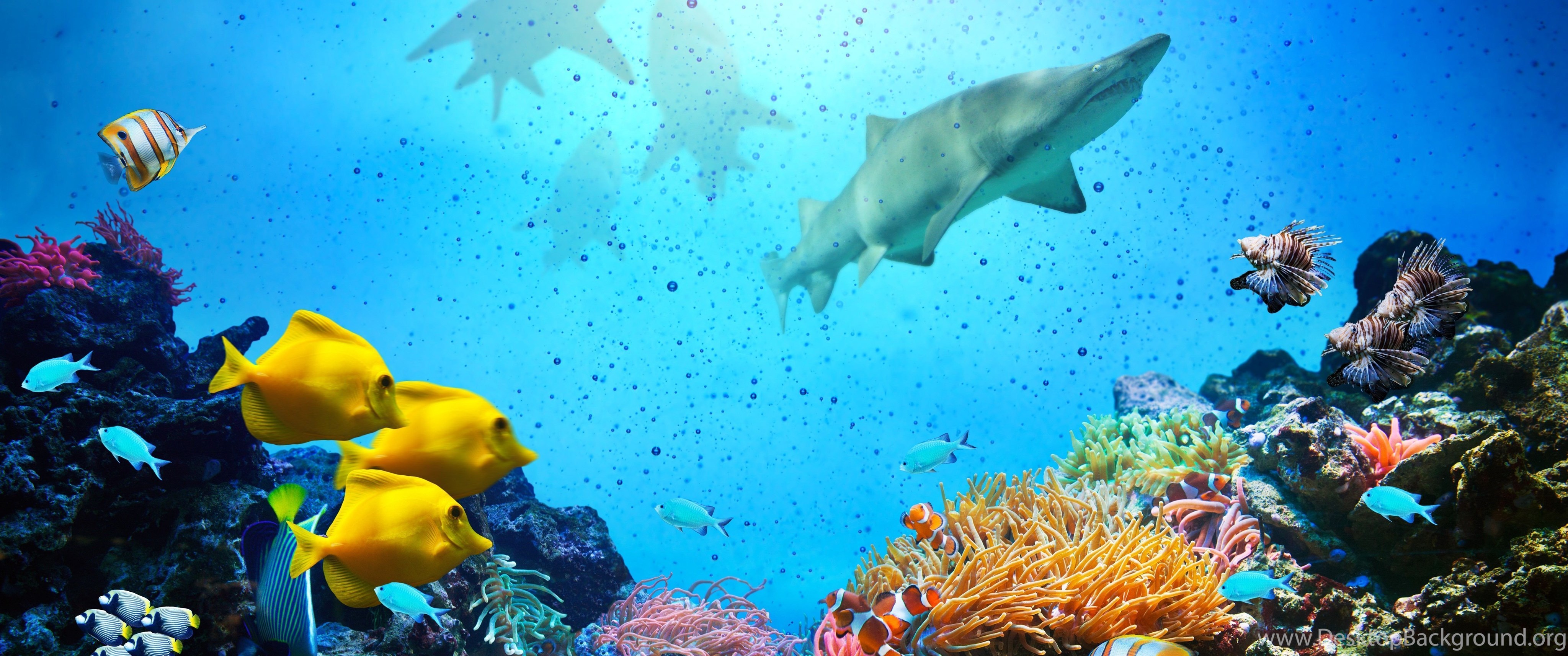 Coral life. Подводный мир рыбки. Фон океана под водой. Рыбы панорама.