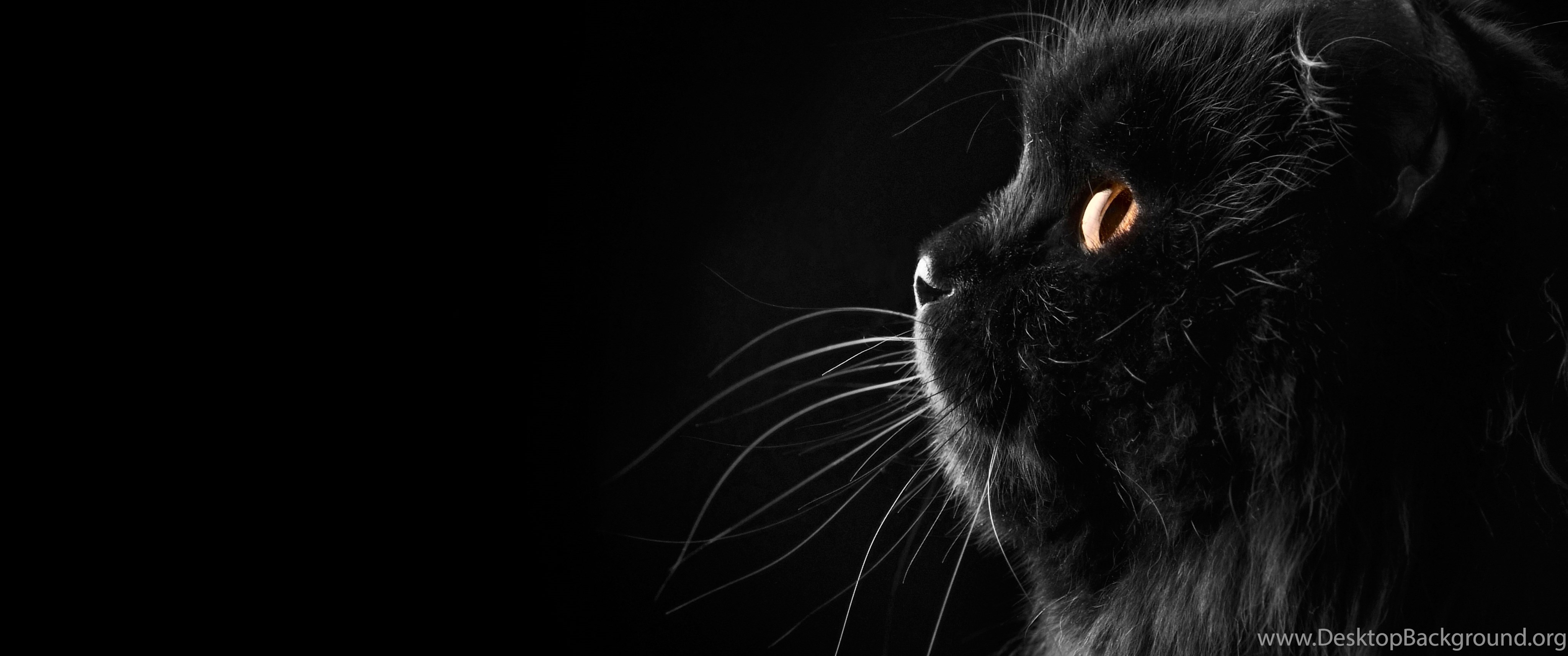 Черно белая обложка для вк. Темные обои. Кошка на темном фоне. Кошка на черном фоне. Черный кот на черном фоне.