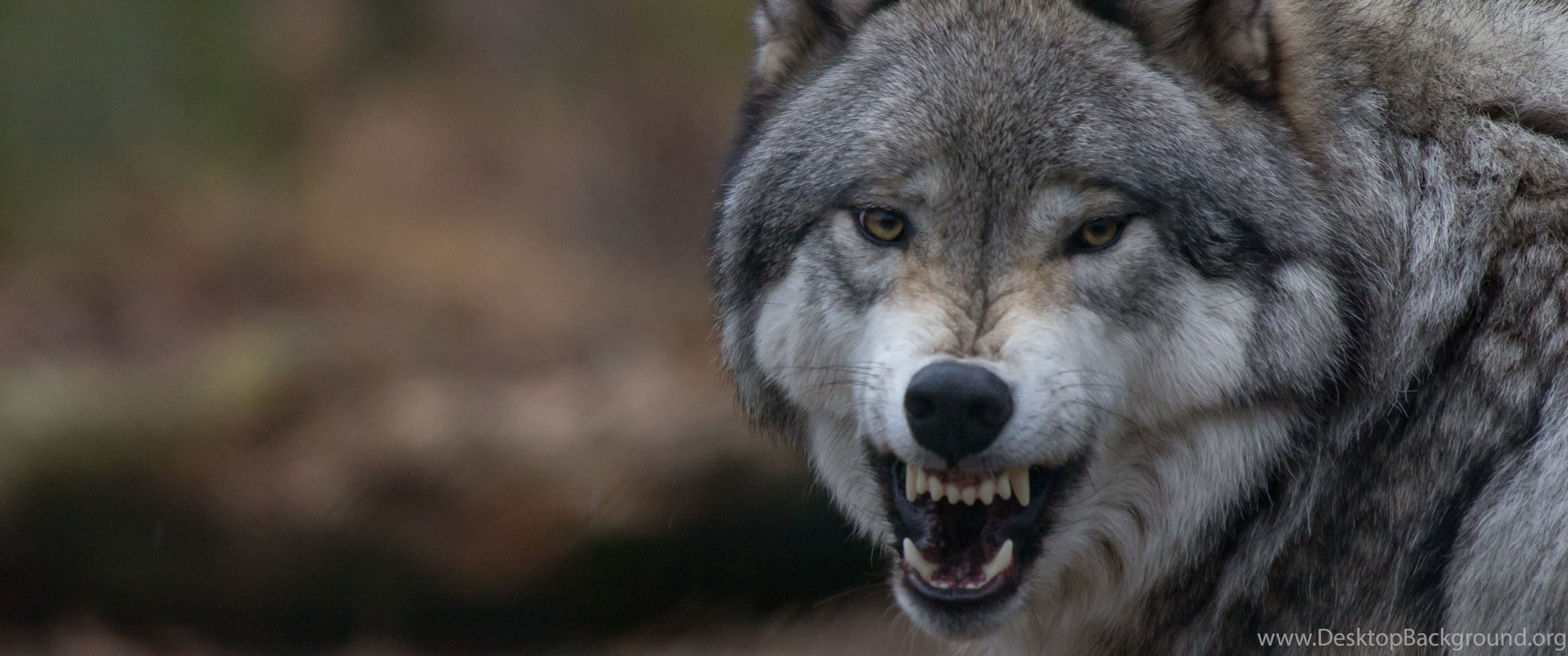 Пасть серого волка. Злой волк. Оскал волка. Красивый волк. Волк рычит.