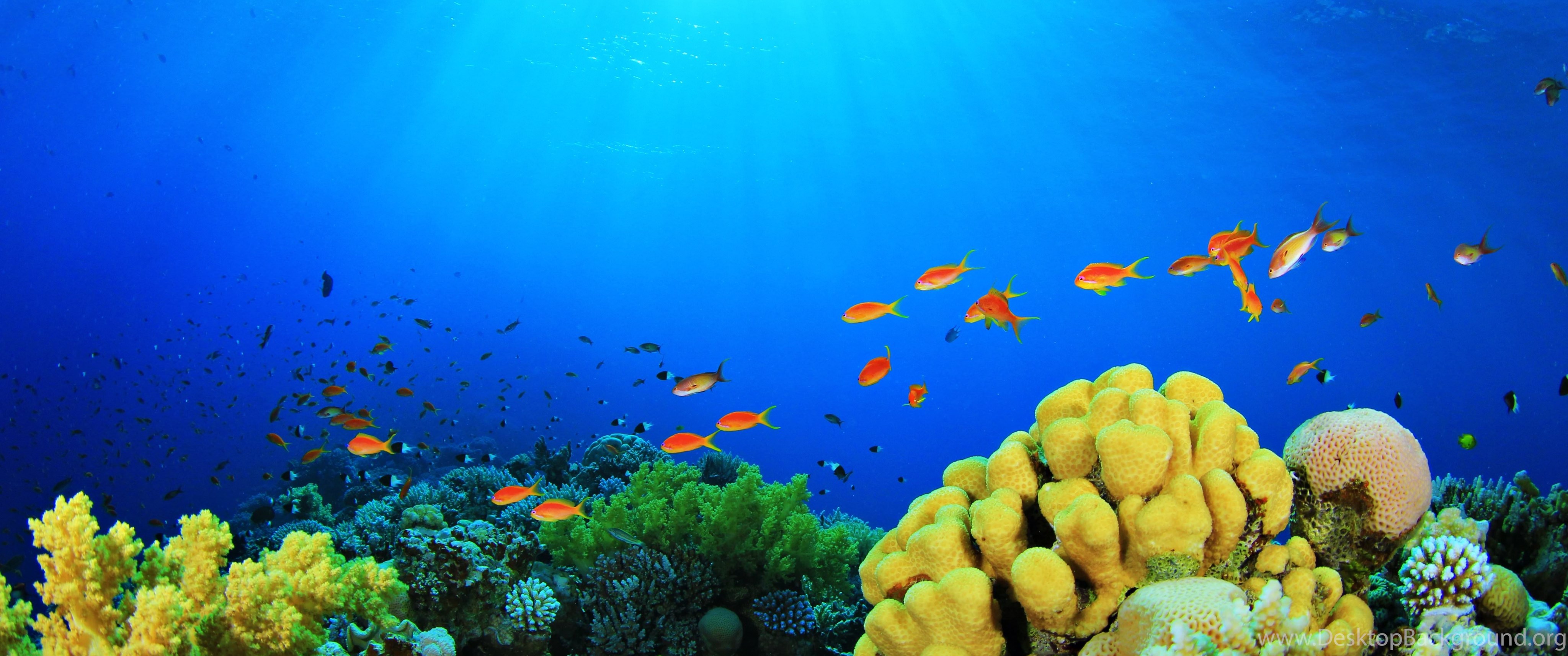 25+ Aquarium Backgrounds, Wallpapers, Images, Pictures Desktop Background