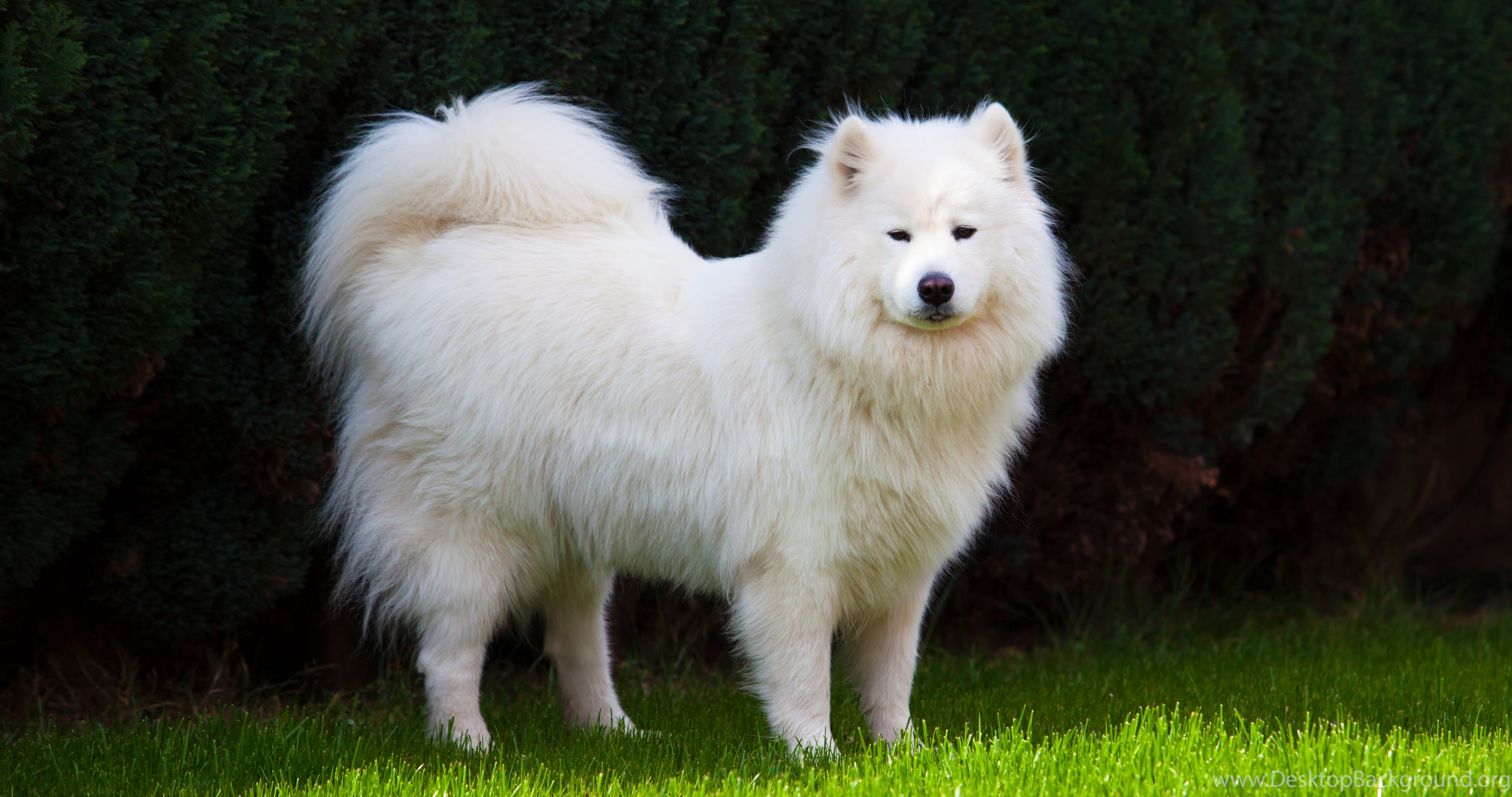 SAMOYED Dog Dogs Canine Wallpapers Desktop Background4096 x 2160