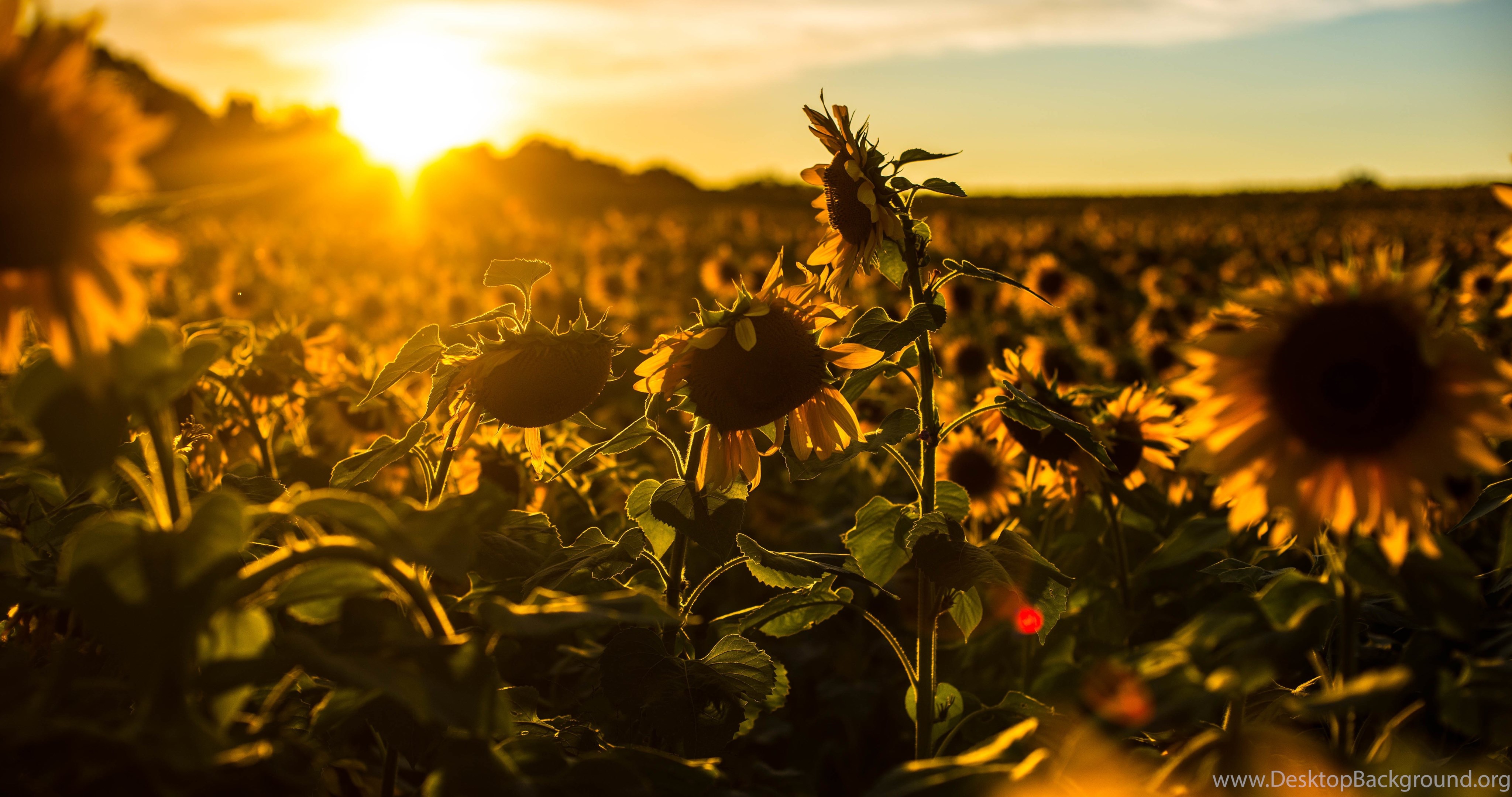 Sunflower Desktop Backgrounds  Wallpapers  Nature 