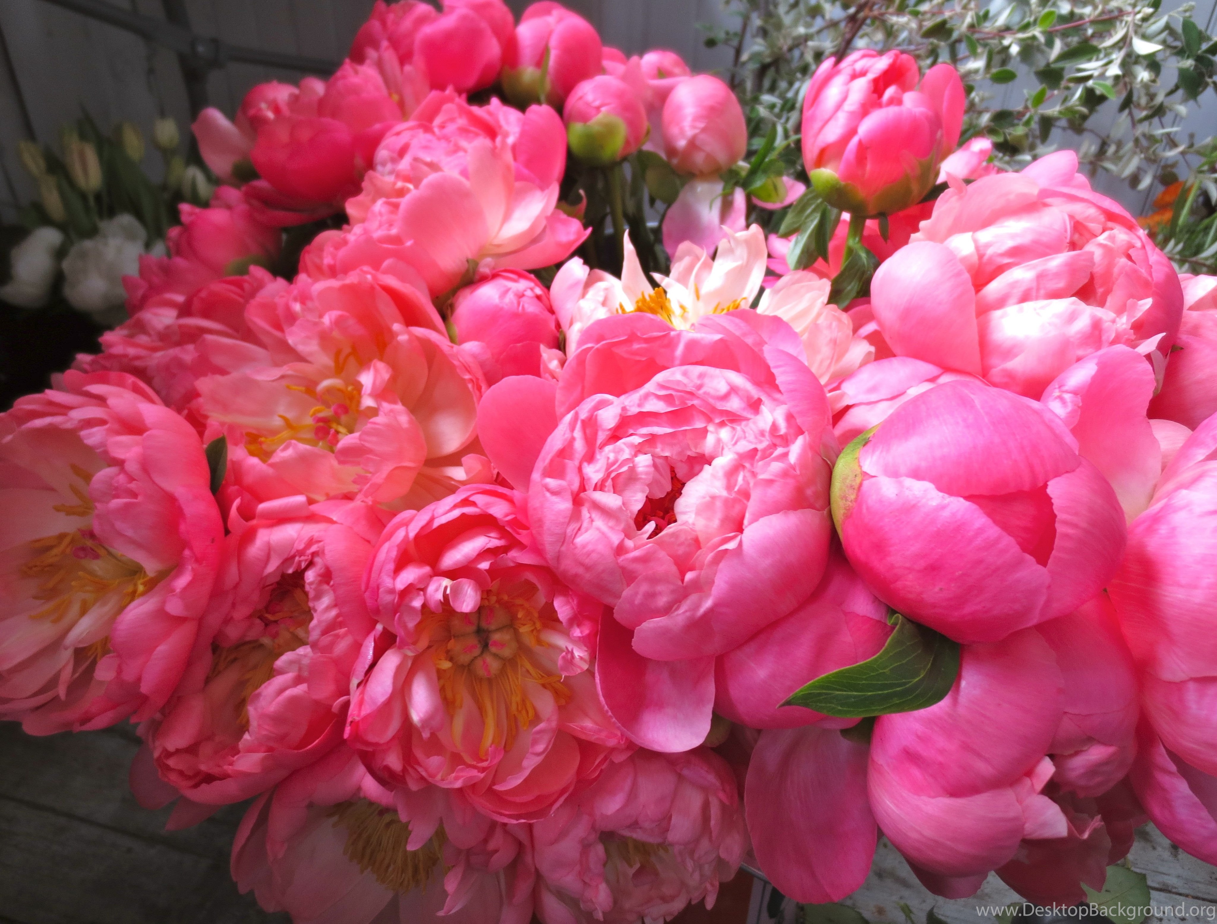 Gallery For Coral Peonies Wallpapers Desktop Background