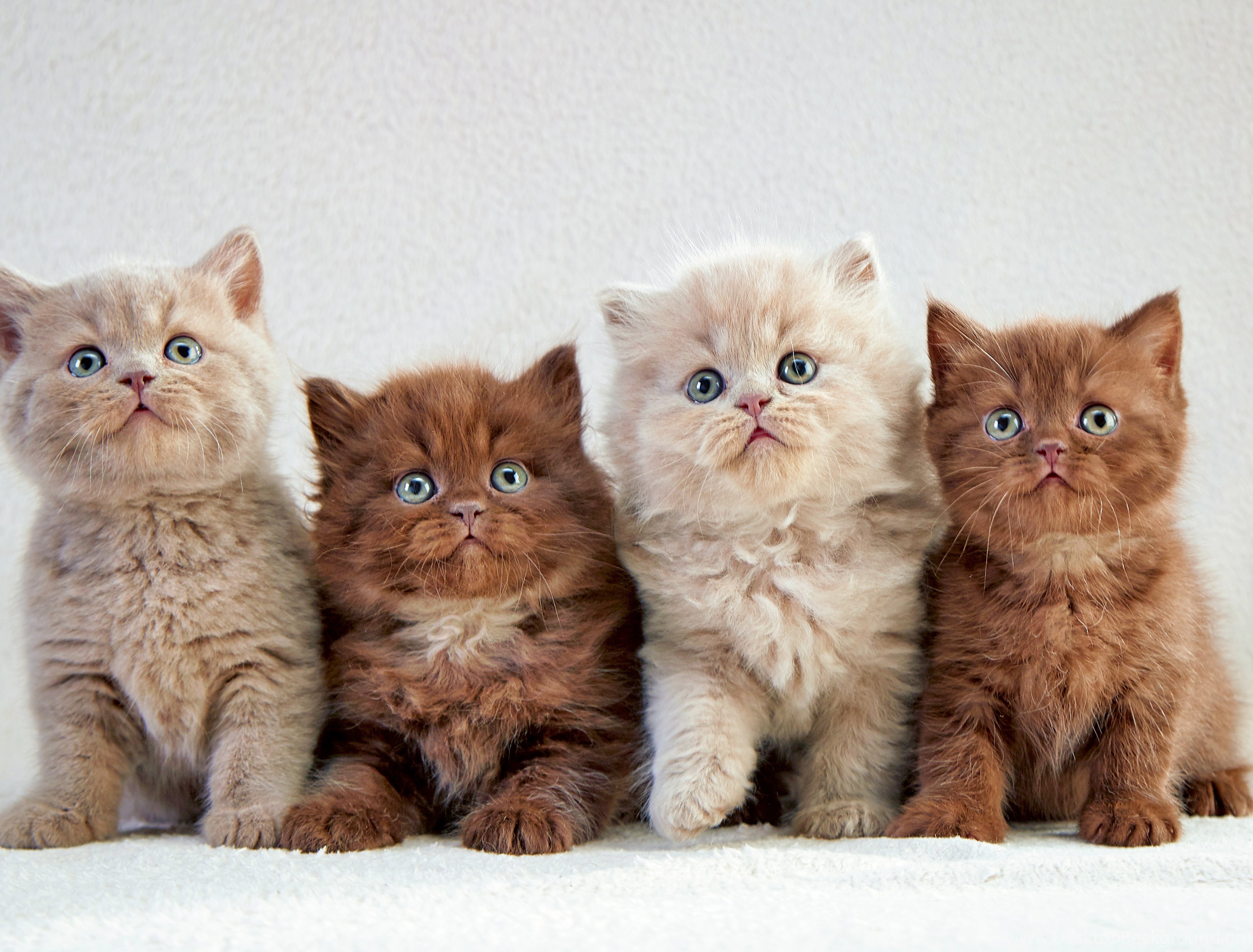 Four cat