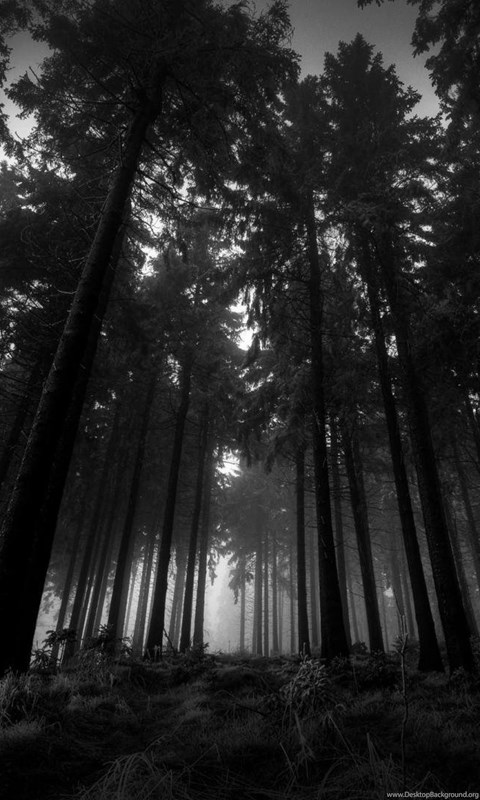 dark forest wallpapers desktop background