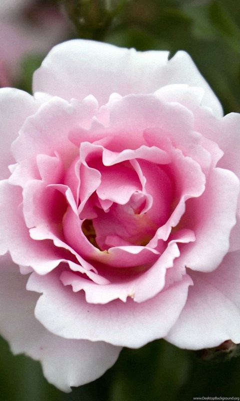 Rose Flowers Close Up Iphone 6 Wallpapers Hd And 1080p 6 Plus