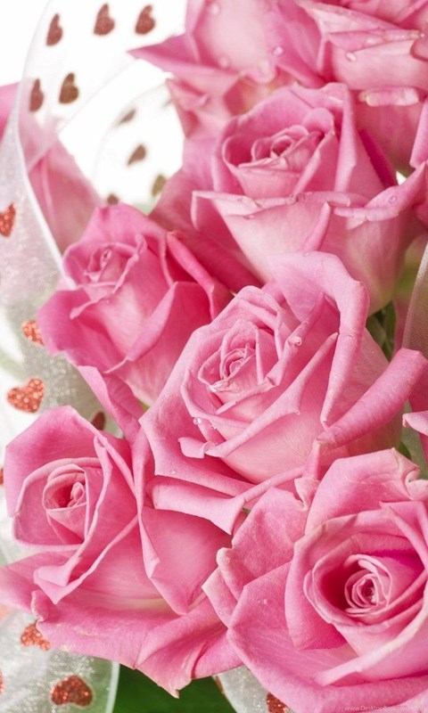 Beautiful Pink Rose Flowers Wallpapers Full Hd Desktop Background