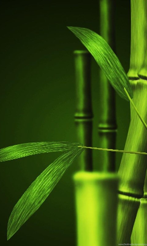 Green Bamboo Wallpapers Backgrounds With Quality HD Desktop 