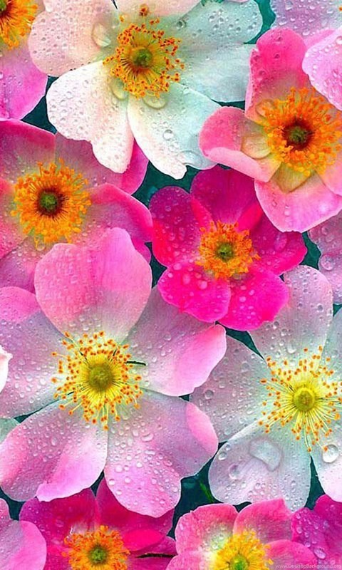Full Hd Flowers Wallpapers - WallpaperSafari