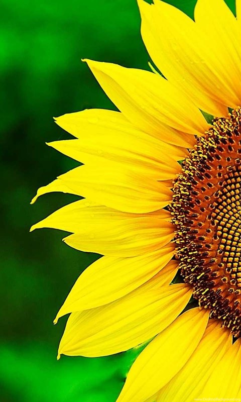 Sunflower Wallpapers Hd Best Collection Of Yellow Flowers Desktop Background