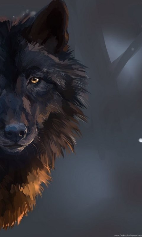 Staring Black Wolf Wallpapers Digital Art Wallpapers Desktop Background