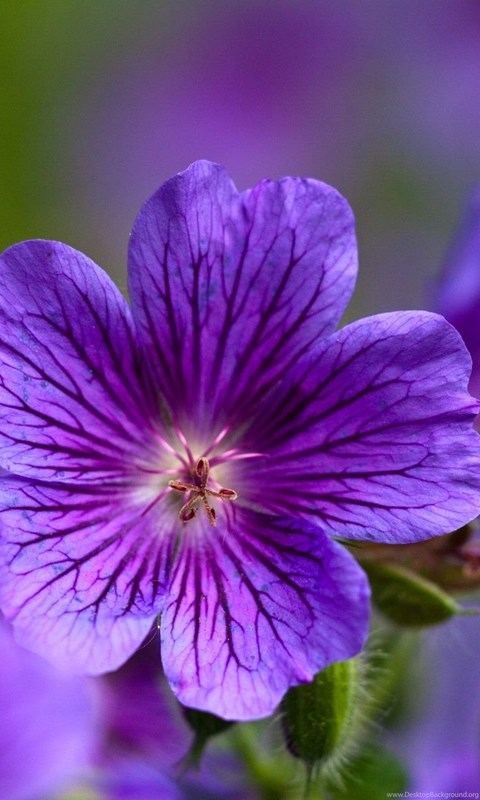 Download Purple Flowers Wallpapers Hd 876 1920x1200 Px High