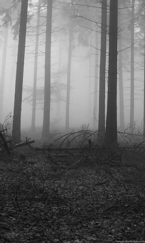 Nature Mountain Forest Landscape Fog Lake Ultrahd 4k Wallpapers