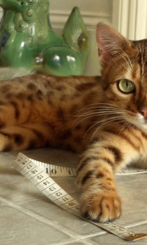 Most Common Cat Breeds Cats Types Desktop Background