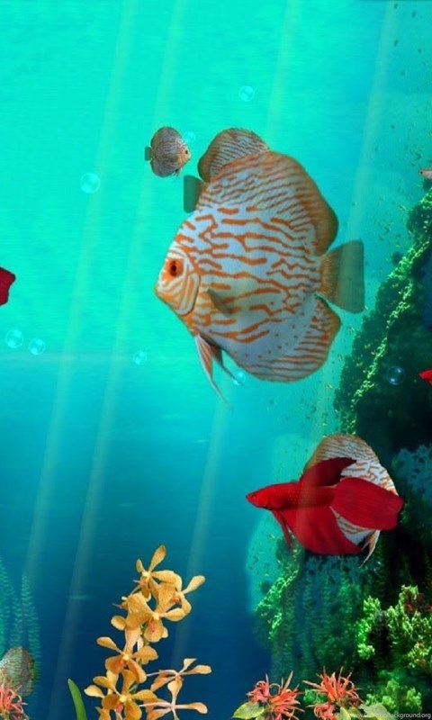 Coral Reef Aquarium 3d Animated Wallpaper Image Num 20