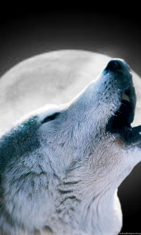 Wolf Howling At The Moon Wallpapers Wallpapers Cave Desktop