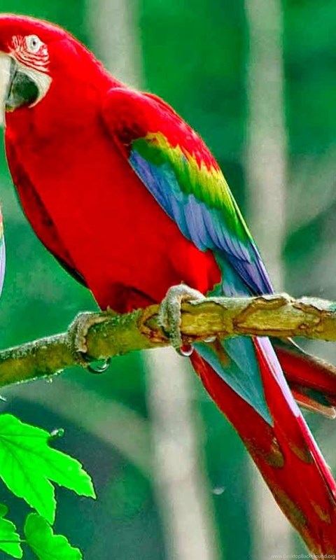 40 Free Beautiful Birds Wallpapers Hd Desktop Background