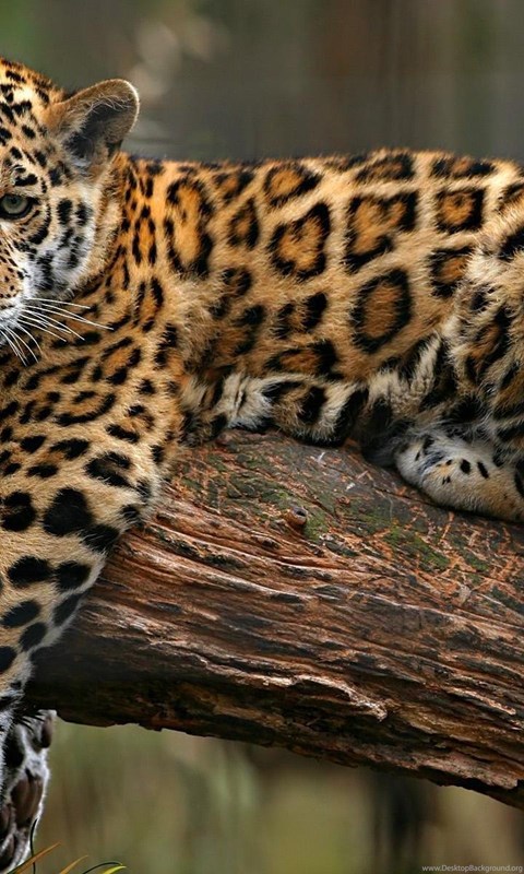 Cats Jaguar Big Limb Cat Fond Ecran Animaux Jaguars 017 Picture Desktop Background