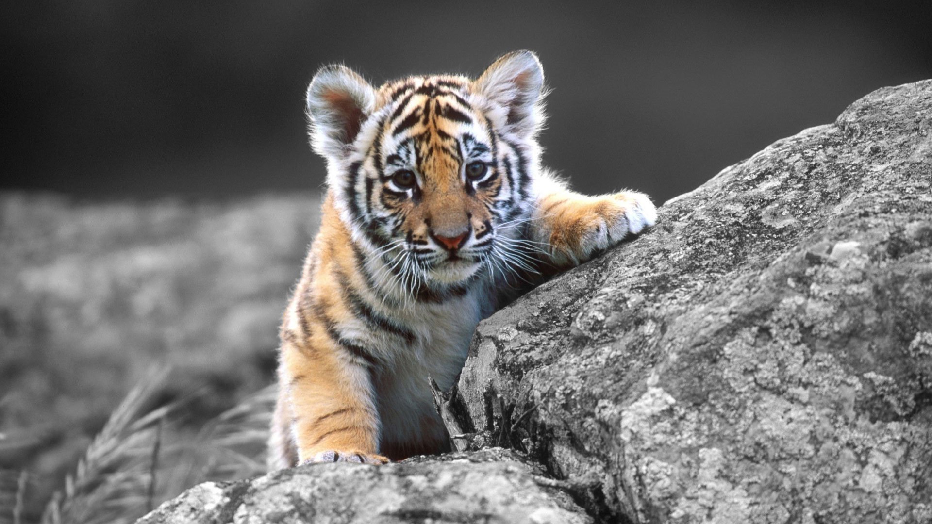  HD  Cute  Baby  Tiger  Wallpapers  HD  1080p Full Size 