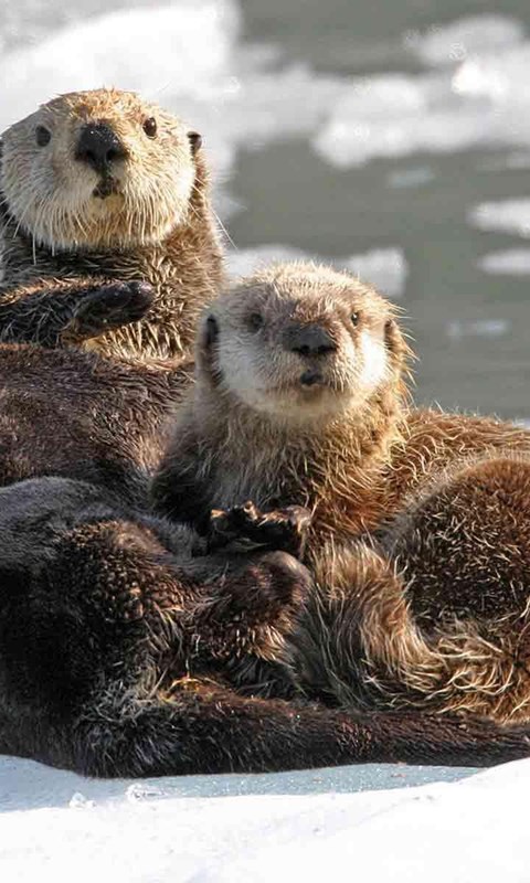 Baby Sea Otter Wallpaper Desktop Background