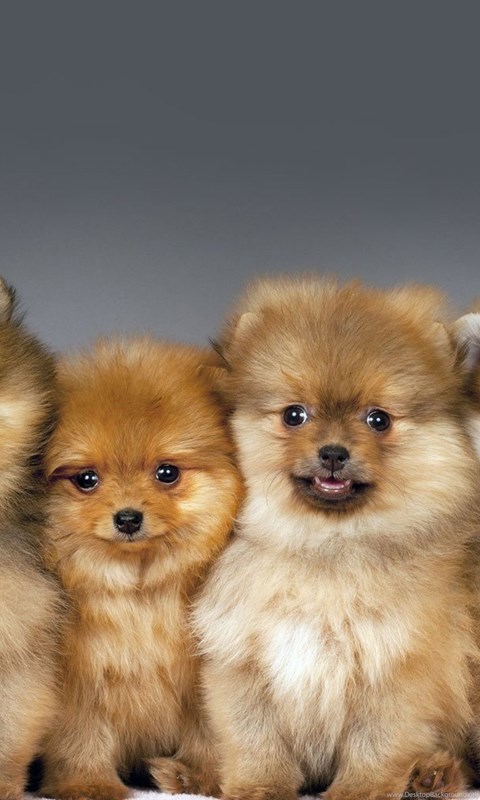 Download Cute Puppies Hd Wallpapers For Mobile Dogs 232 05 22 2014