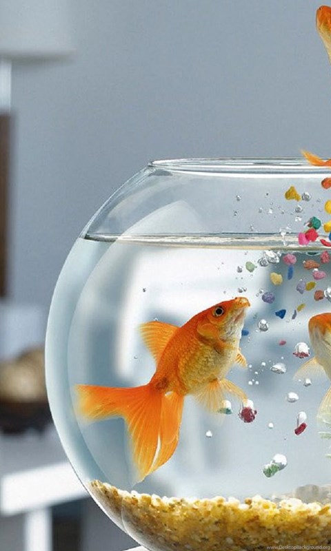 High Resolution Funny Golden Fish Aquarium Wallpapers Hd
