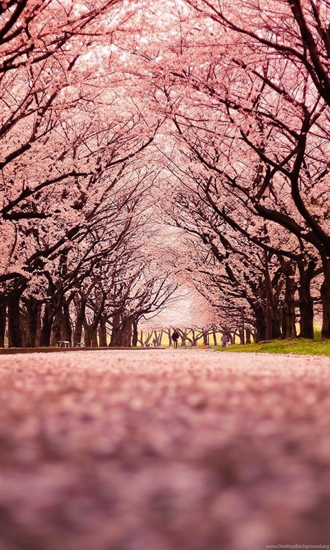 Landscape, Cherry Blossom, Trees, Path, Nature Wallpapers HD