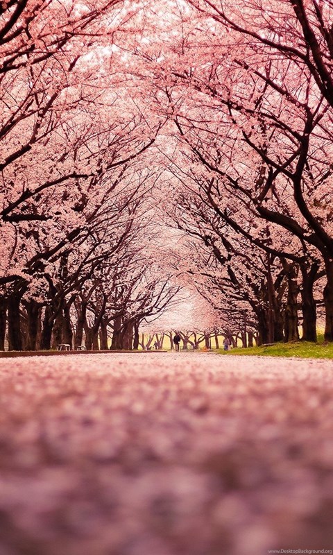 Landscape Cherry Blossom Trees Path Nature Wallpapers Hd