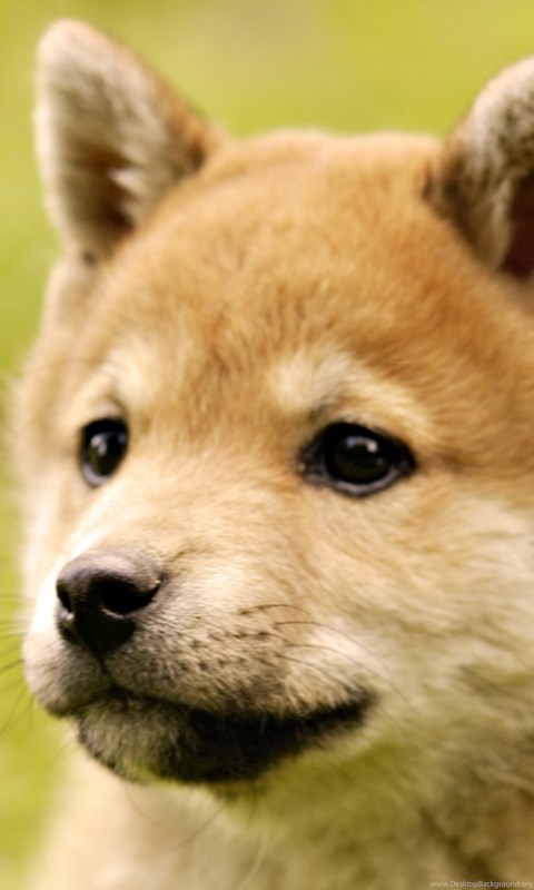 Wallpapers Dog Shiba Inu Hd 1920x1080 Desktop Background