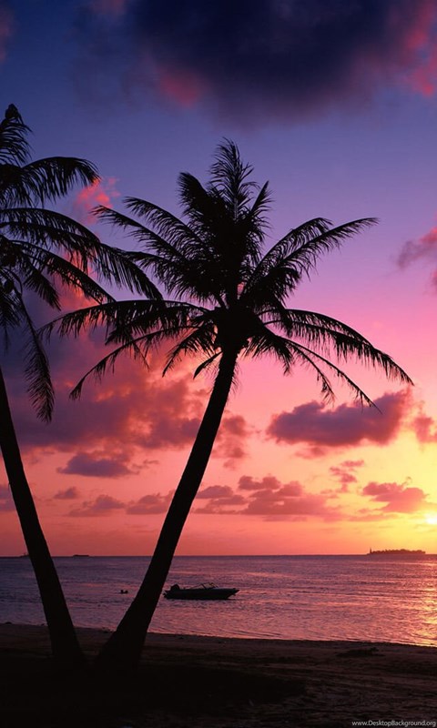 palm sunset trees tropical wallpapers desktop