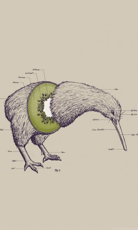 Kiwi Bird HD Desktop Wallpapers : Widescreen : High Definition ... Desktop  Background