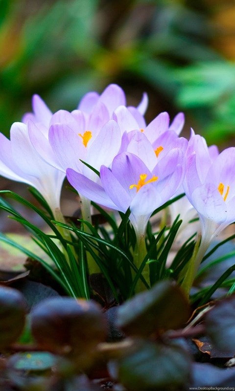 High Resolution Beautiful Nature Spring Wallpapers HD 9