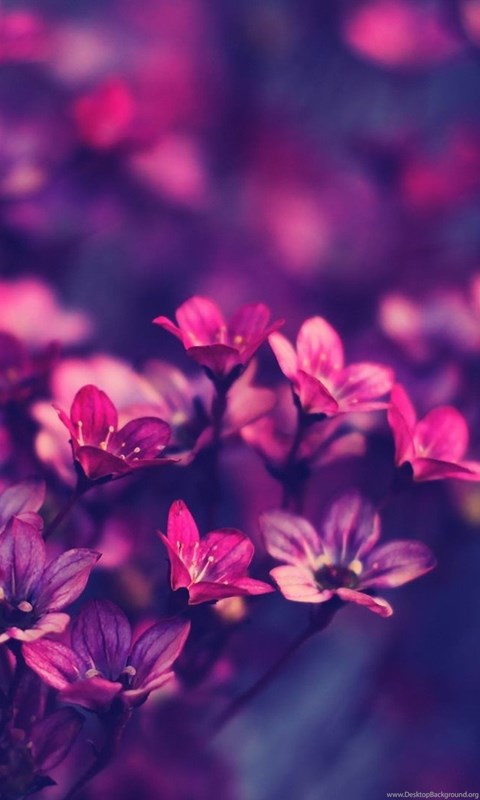 Desktop HD Wallpapers 3d Full Screen Flowers Desktop ...