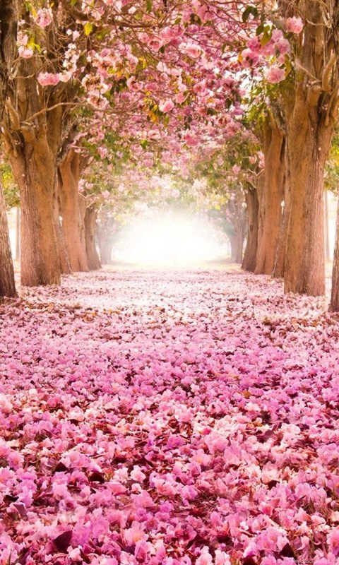 Flower Tunnel Of Sakura Flowers Wallpapers Hd Download Desktop Background