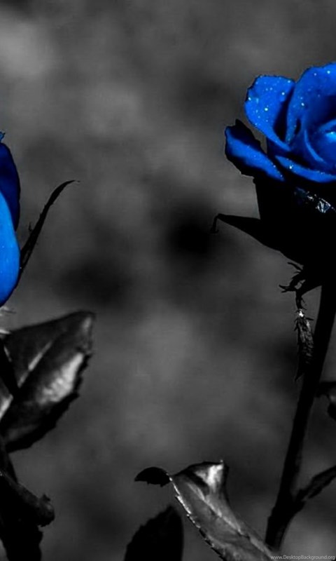 Beautiful Black Rose Flower Wallpapers Desktop Background