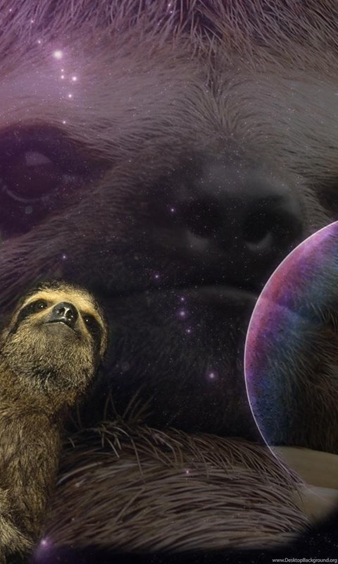 Best Sloth Wallpaper Sloths Desktop Background