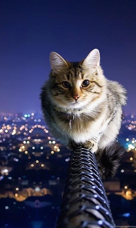 Wallpapers Dangerous Cat 1600 X 900 Animals Pets Puppies ...