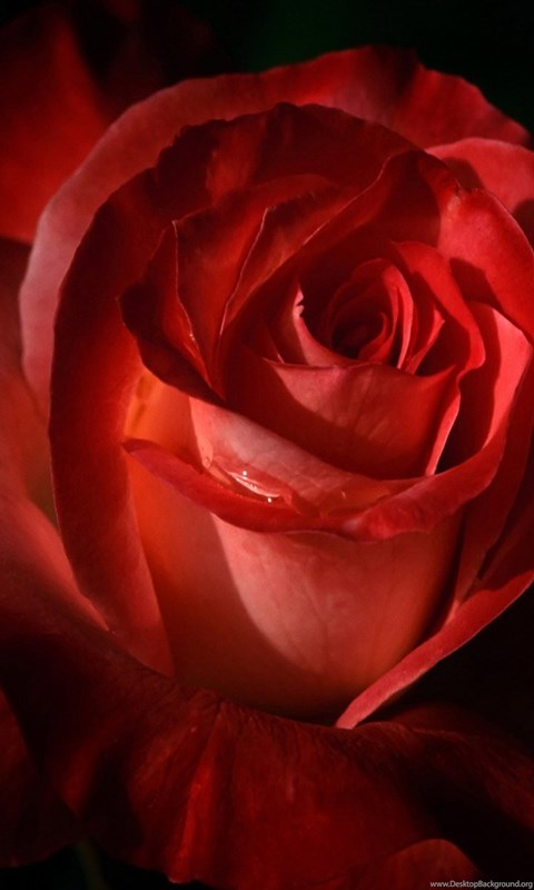 All New Wallpapers : Gambar Bunga Mawar Merah Cantik (11 ...