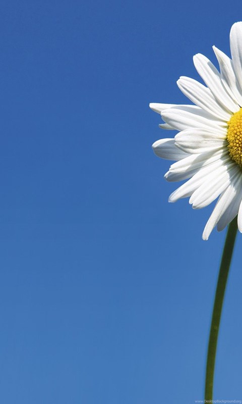 Flowers Single White Daisy Flowers Daisies Nature Flower
