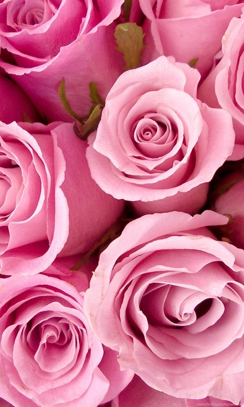  Pink  Roses  Tumblr  Wallpaper  Desktop Background