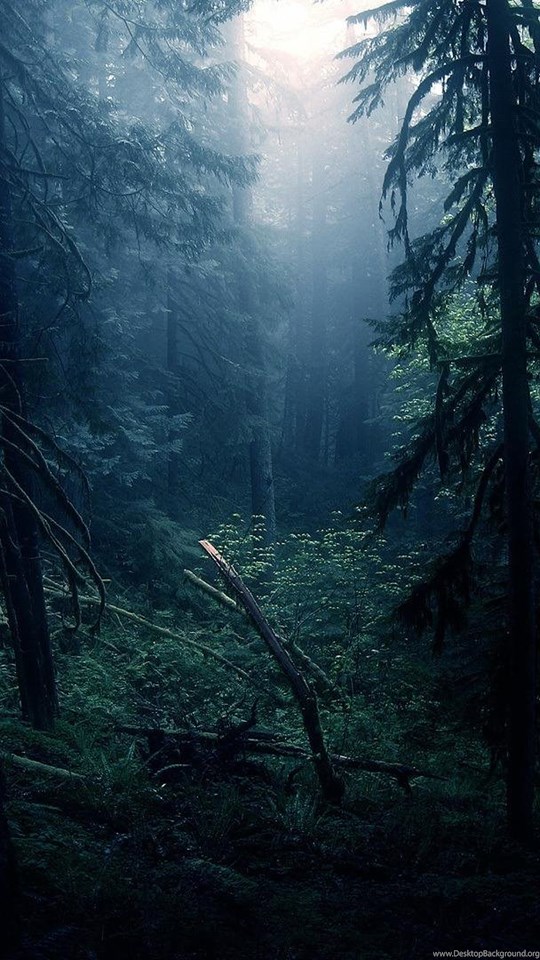 Dark Forest Hd Wallpapers Desktop Background