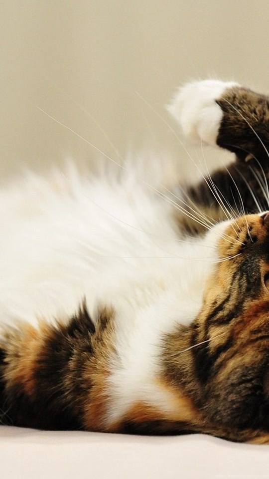 Hd Cute Cat Wallpapers For Mobile Hd Cute Cat Wallpapers For