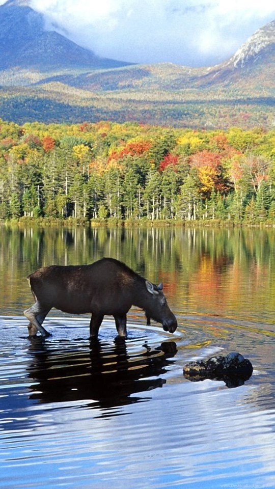 Alaska Wallpapers Moose Wallpaper Desktop Background