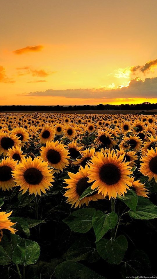 Download Sunflower Field Backgrounds HD Wallpapers Desktop