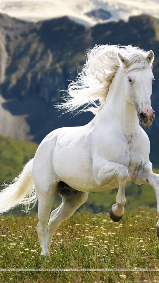 White Horse Best HD Wallpapers 4999 Hd Wallpapers Desktop