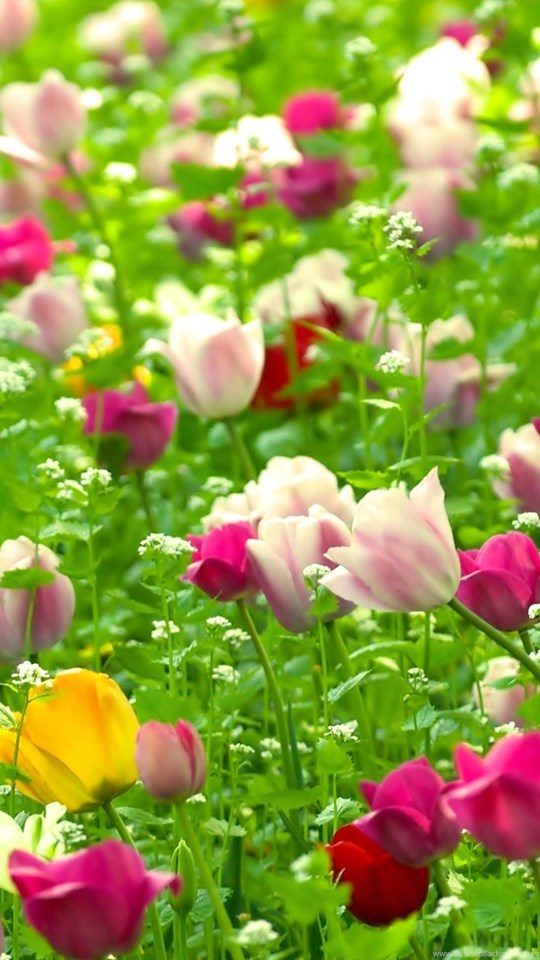 Flower nature wallpaper hd for mobile discount