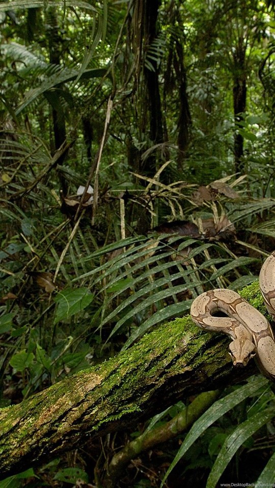 Змеи в тропическом лесу. Джангл Джангл. Джунгли Локапал Геншин. Тропический лес. Тропические змеи.