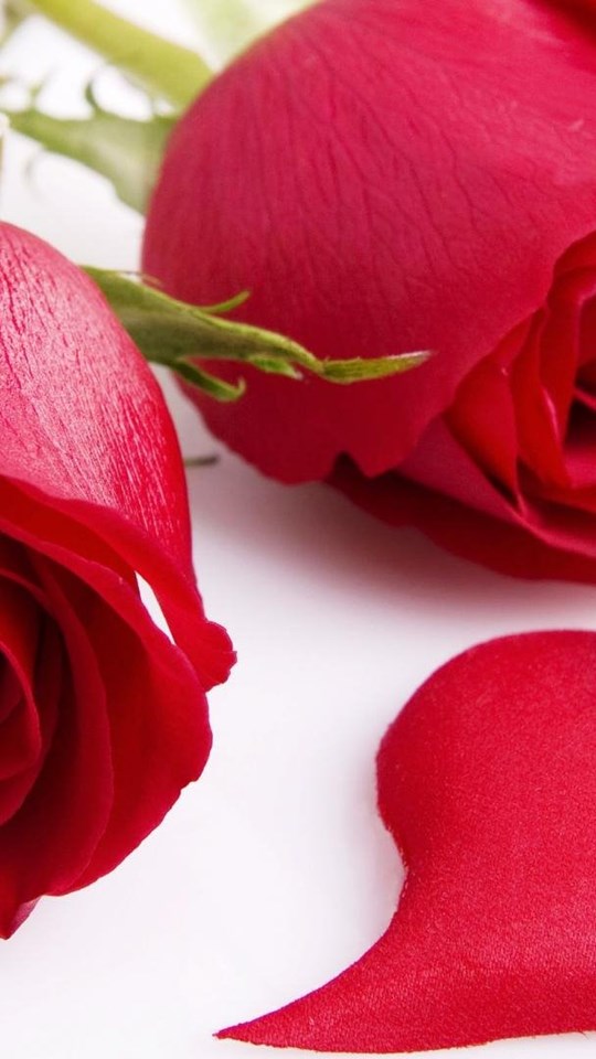 Red Roses And Single Heart Wallpapers Hd Love Desktop Background