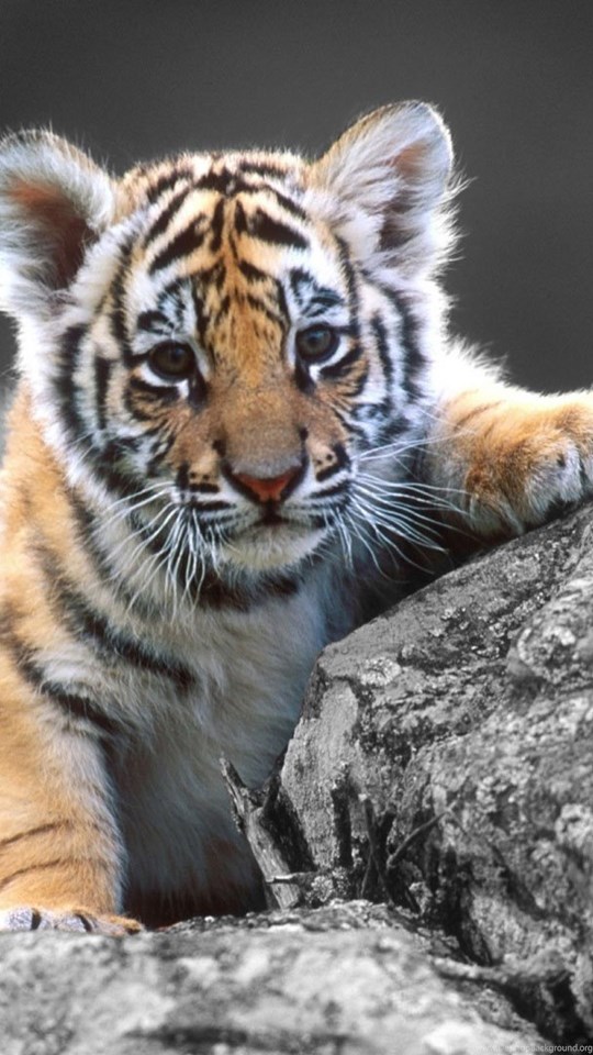 by sampling data Full Wallpapers HD Size 1080p Baby Tiger Cute HD by sampling data Full Wallpapers HD Size 1080p Baby Tiger Cute HD