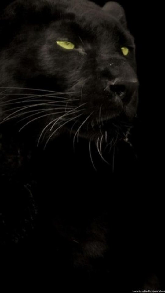 Cats Animals Black Panther Wallpapers Desktop Background